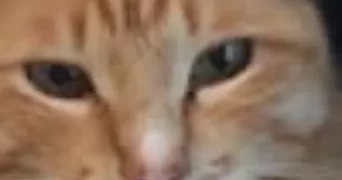 sébastien pet sitter à PIN BALMA 31130