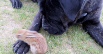 amandine dog sitter à LA SALVETAT BELMONTET 82230_3