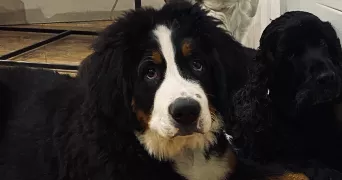 laurene pet sitter à STEENE 59380