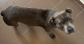 sarah pet sitter à BISCHHEIM 67800_2