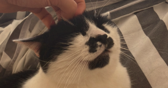 lubin cat sitter à FONTENAY AUX ROSES 92260_1