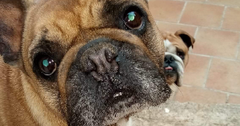 clara pet sitter à BEZIERS 34500_5