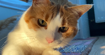 elisa pet sitter à LE RHEU 35650_3