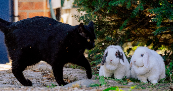 claudie pet sitter à MONTIVILLIERS 76290_0