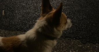 rebeca pet sitter à BAGNOLS SUR CEZE 30200_6