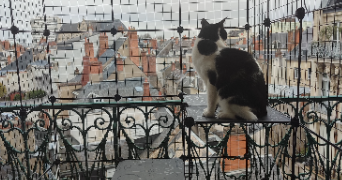 mélissandre pet sitter à ORLEANS 45000_2