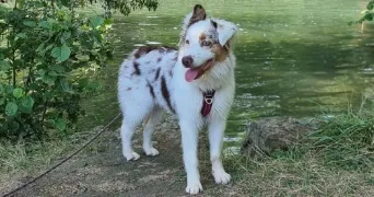 léa pet sitter à FONTENILLE 16230