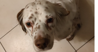 stéphanie pet sitter à SOISY SOUS MONTMORENCY 95230_3