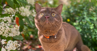 isabelle pet sitter à BLAGNAC 31700_3