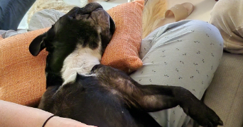 marion pet sitter à ARZANO 29300_2
