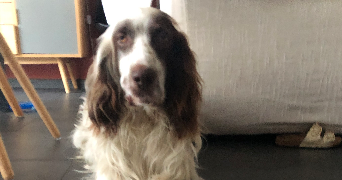 justine pet sitter à GEISPOLSHEIM 67118_4