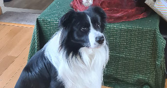 julie pet sitter à TINCHEBRAY BOCAGE 61800_2