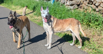 alexandre pet sitter à CHAVIGNY 54230_1