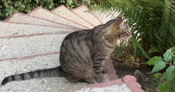 toscane pet sitter à MONTROUGE 92120