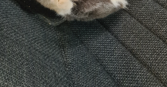 marie annick pet sitter à COMMUNAY 69360_0