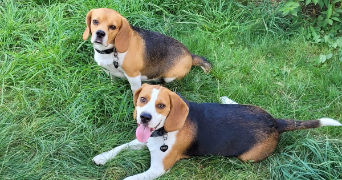 claudine dog sitter à Clamart 92140