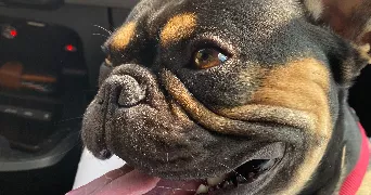 lilah pet sitter à BOU 45430