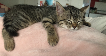 grétha cat sitter à MORDELLES 35310_8