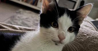 anna pet sitter à HEIMERSDORF 68560_1