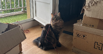 charlotte pet sitter à ST CLEMENT DE LA PLACE 49370_3