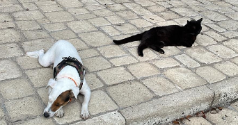 louis pet sitter à PARIS 08 75008_1