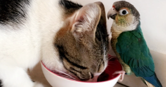 mélanie pet sitter à ST MAGNE 33125_1