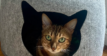 lucie pet sitter à SURESNES 92150_2