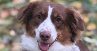 alexandra pet sitter à ST LAURE 63350_2