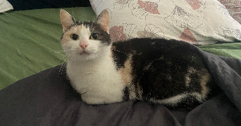 aymeric pet sitter à CALAIS 62100_4