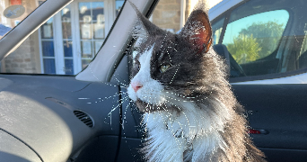 séverine pet sitter à PONCHON 60430_6