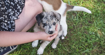 elodie pet sitter à Ambérieu-en-Bugey  01500_3