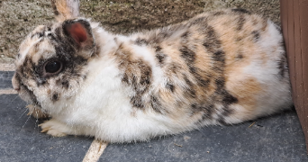 sophie pet sitter à BAYEUX 14400_3