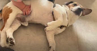 nadège pet sitter à METZ 57070_3
