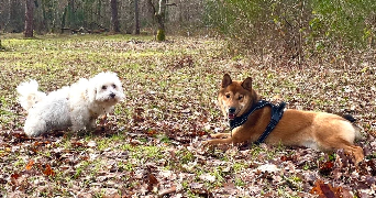 sarah pet sitter à ARDON 45160_5