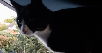 caroline cat sitter à MUZILLAC 56190_1