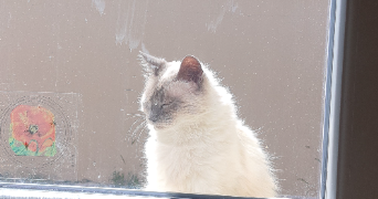 marie pet sitter à LA SALVETAT ST GILLES 31880_2