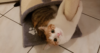 katell pet sitter à ST AUBIN D AUBIGNE 35250_3