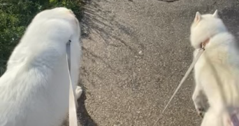 janelle pet sitter à RICHWILLER 68120_3