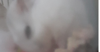 céline  pet sitter à MELZ SUR SEINE 77171_3