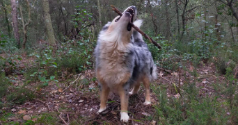 andy pet sitter à LA SEYNE SUR MER 83500_1