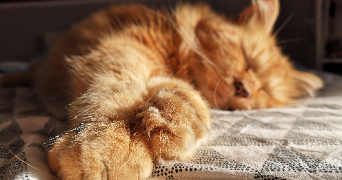 camille pet sitter à Paris 75010_0