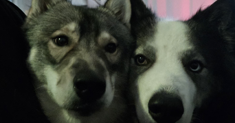 léa pet sitter à Colomiers 31700_8