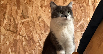 valentin pet sitter à HOUILLES 78800_1