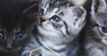 david pet sitter à DUTTLENHEIM 67120