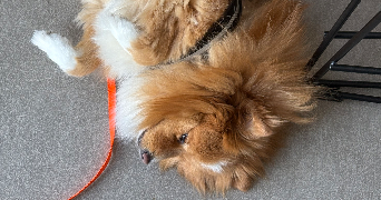 amélia pet sitter à AMIENS 80000_2