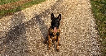 marine pet sitter à CHATEAUVILLAIN 52120_5