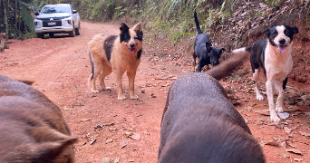 jimmy pet sitter à URRUGNE 64122_1