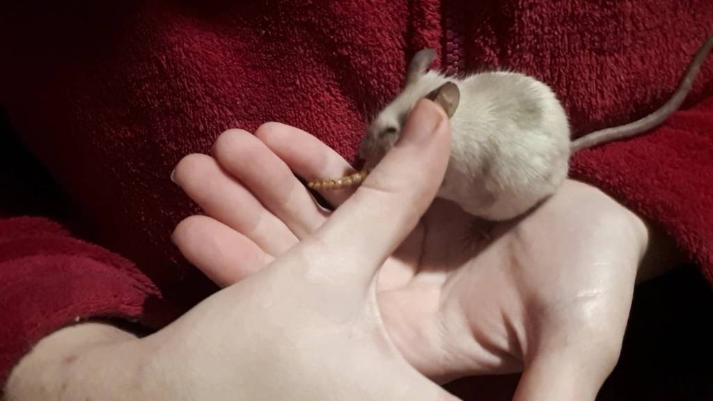Elodie pet sitter à Pavillons-sous-Bois (Les) 93320_3