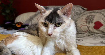léana pet sitter à BOULOGNE BILLANCOURT 92100_8