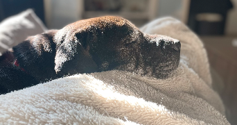 charlotte pet sitter à NIMES 30000_0